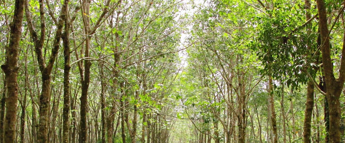 A forest with a clear path.