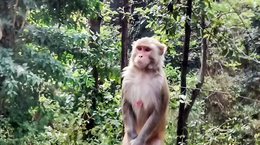 This monkey is giving hints that he needs something to cover 😉