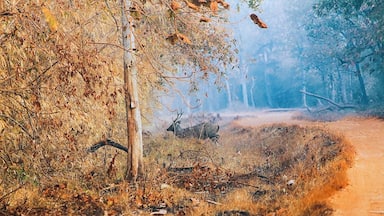 Sambar, aka *Rusa unicolor* scientifically, trying to play peekaboođłđŠđł
What can be more blissful when you are in the wilderness trying to loose yourself so that you can ultimately find yourself?!