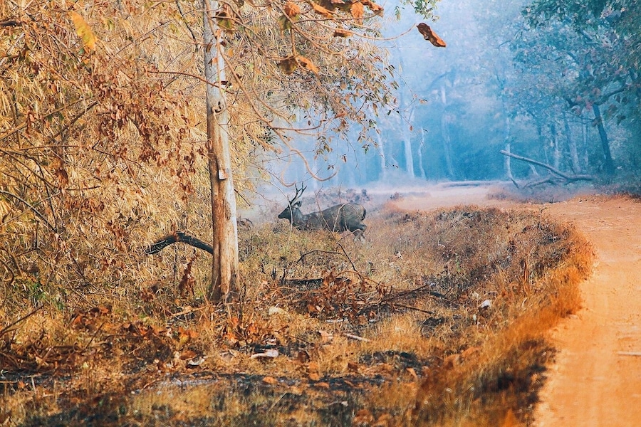 Sambar, aka *Rusa unicolor* scientifically, trying to play peekaboo🌳🦌🌳
What can be more blissful when you are in the wilderness trying to loose yourself so that you can ultimately find yourself?!