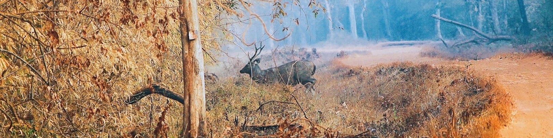 Sambar, aka *Rusa unicolor* scientifically, trying to play peekaboo🌳🦌🌳
What can be more blissful when you are in the wilderness trying to loose yourself so that you can ultimately find yourself?!