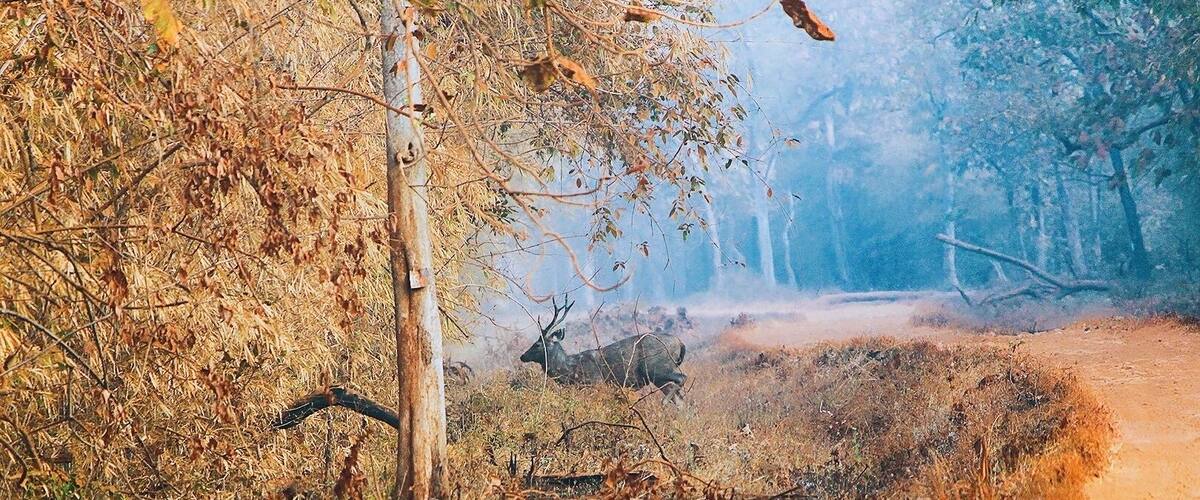 A deer in a forested area with a dirt path.