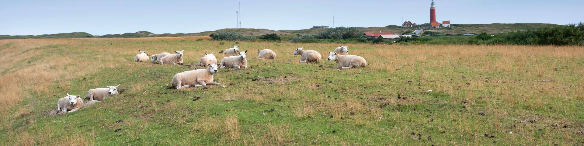 sheep in grass on dike near de cocksdorp and lighthouse on dutch island of texel in the netherlands