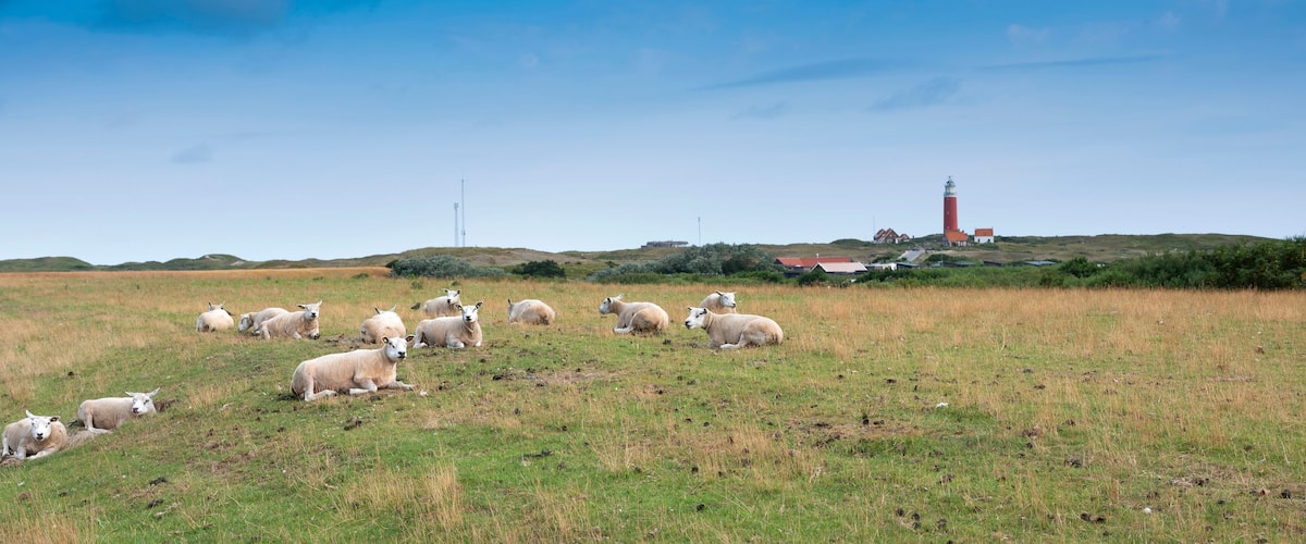 A grassy field with sheep and a lighthouse in the background.