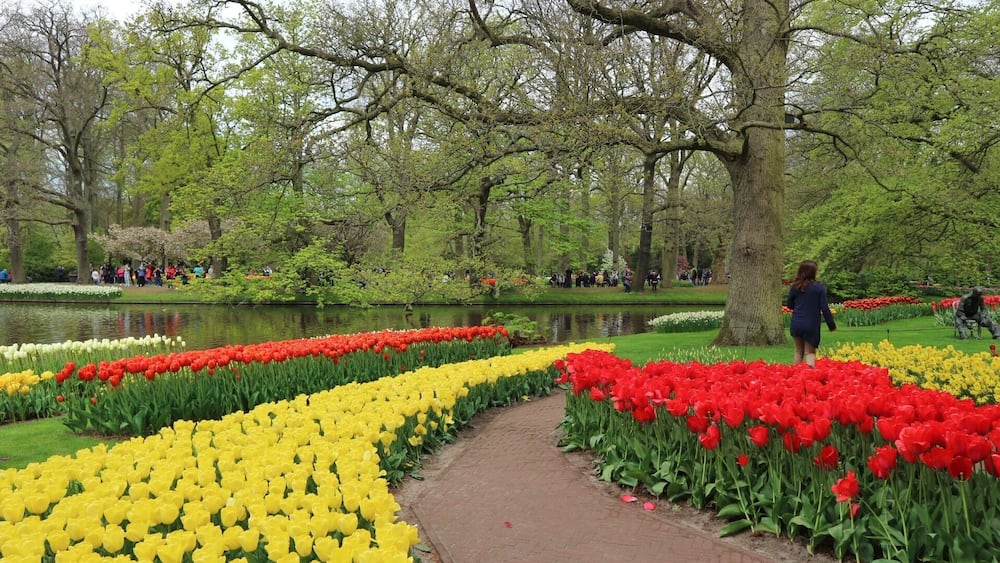 What a beautiful Keukenhof garden. You should see it once in your life.