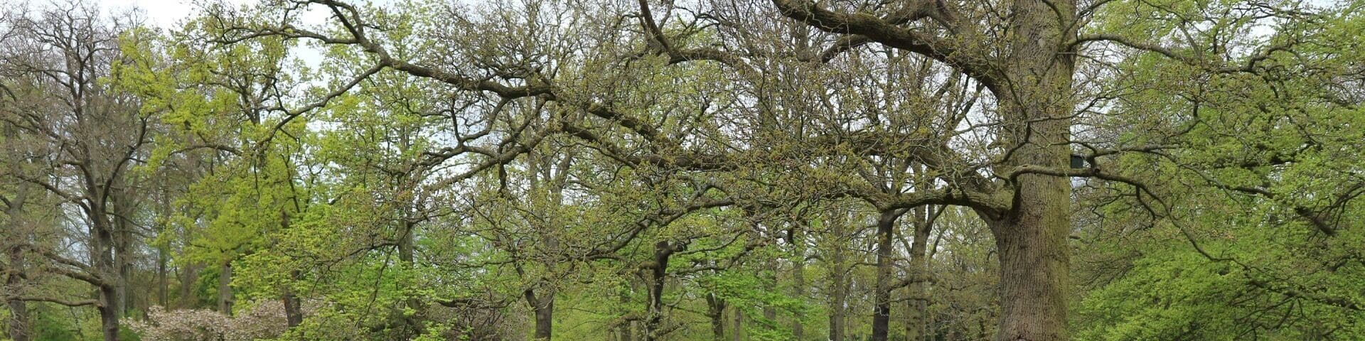 What a beautiful Keukenhof garden. You should see it once in your life.