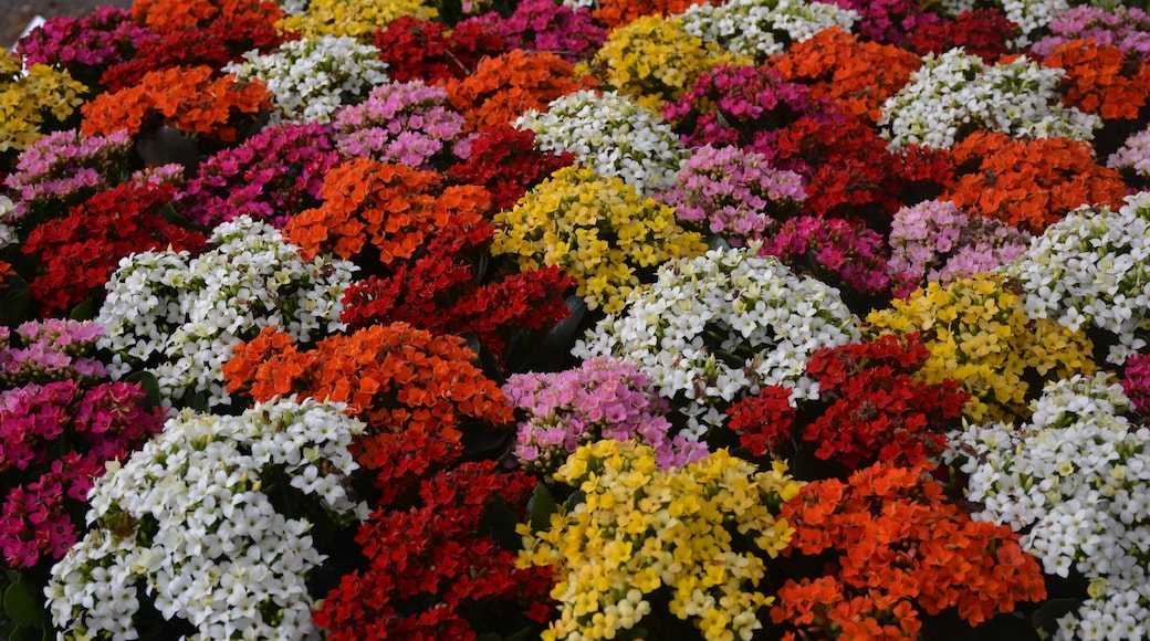 Flowers at famous garden