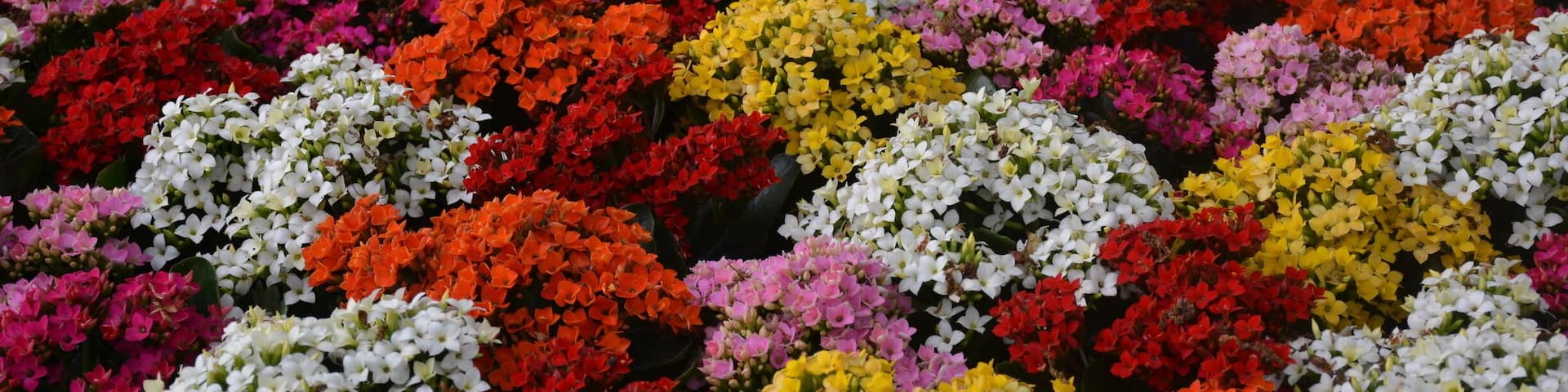 Flowers at famous garden