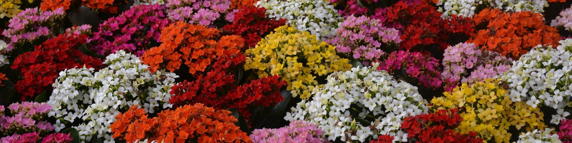 Flowers at famous garden