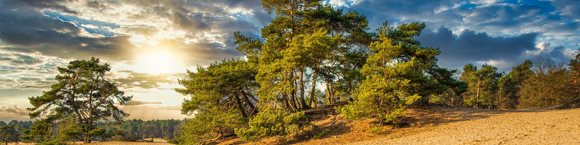 Dramatic sunset with warm light and sun rays over sand drift with groups of rugged pines and open desert-like landscape in the Soesterduinen