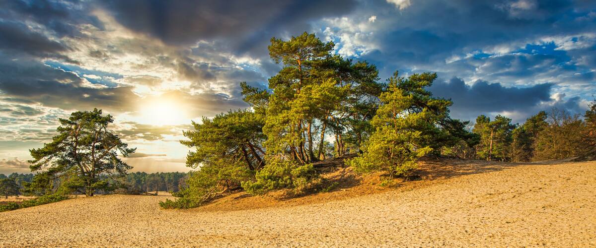 A beach with sand dunes, scattered trees, and a dramatic sky with clouds.