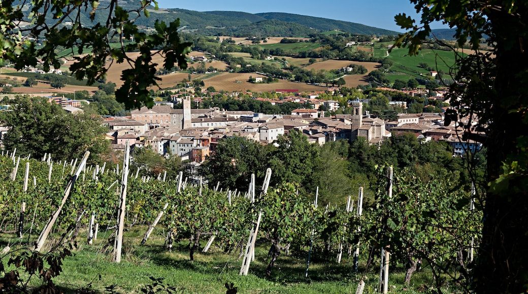 Matelica: Città del Verdicchio