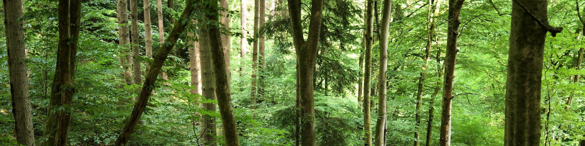 This image was uploaded as part of Wiki Loves Earth 2018.