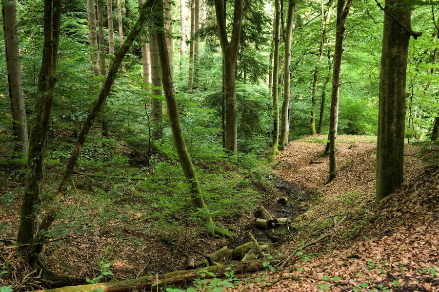 This image was uploaded as part of Wiki Loves Earth 2018.