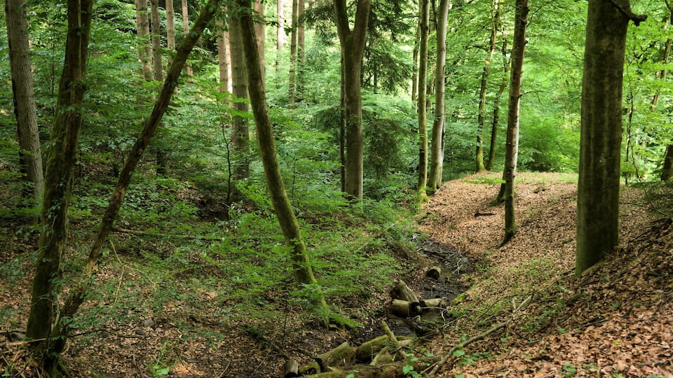 A dense forest with tall trees, a narrow dirt path, and a fallen log.