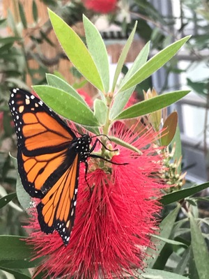 Watching butterflies gather nectar at the royal butterfly farm
#SpringFun #Spring
