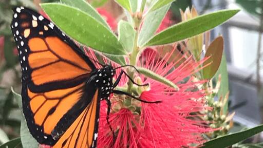 Watching butterflies gather nectar at the royal butterfly farm
#SpringFun #Spring