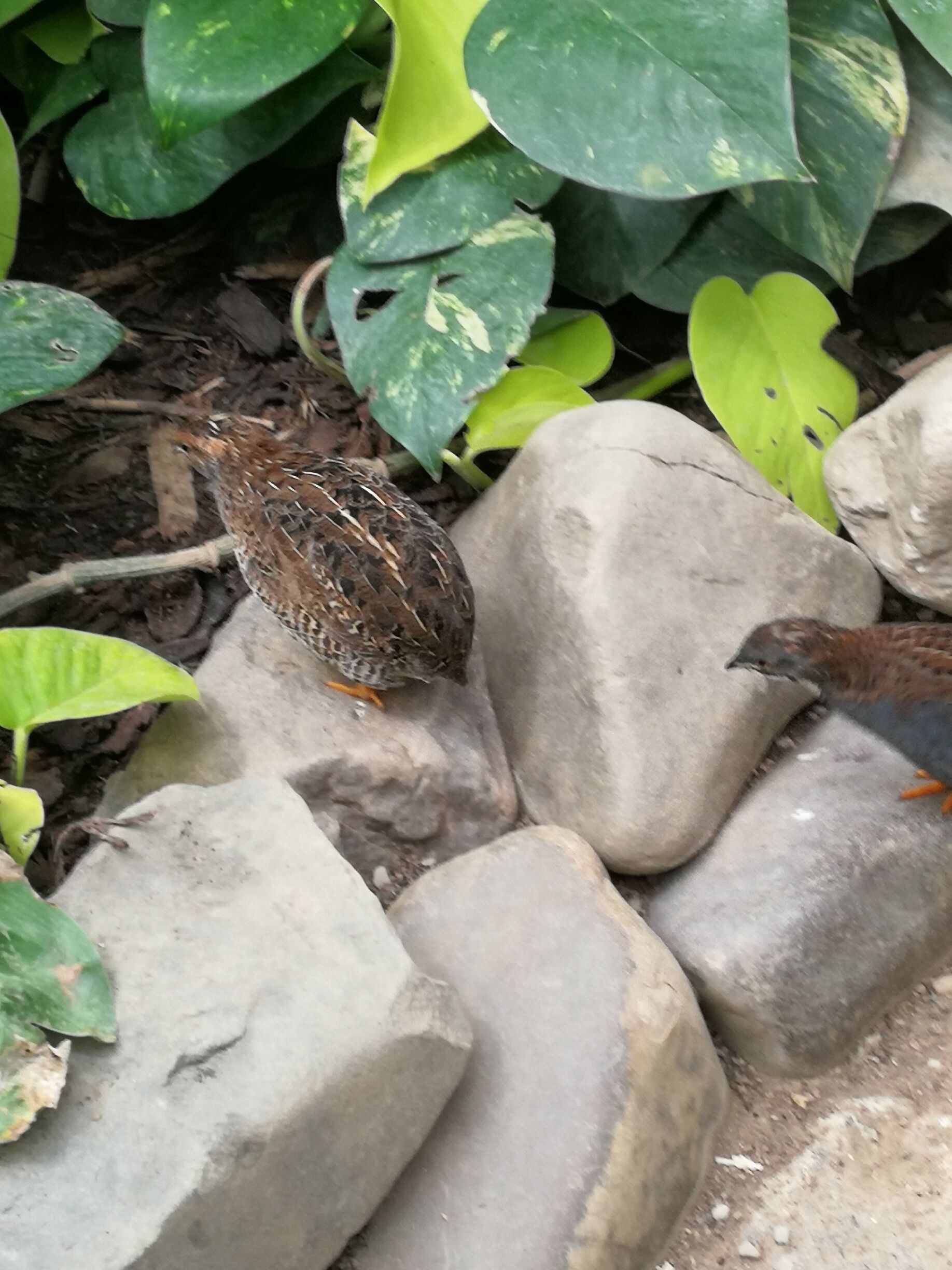 Chinesische Zwergwachteln