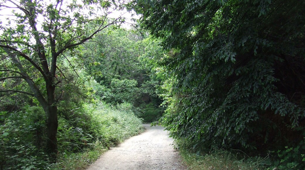 17012 Albissola Marina, Province of Savona, Italy