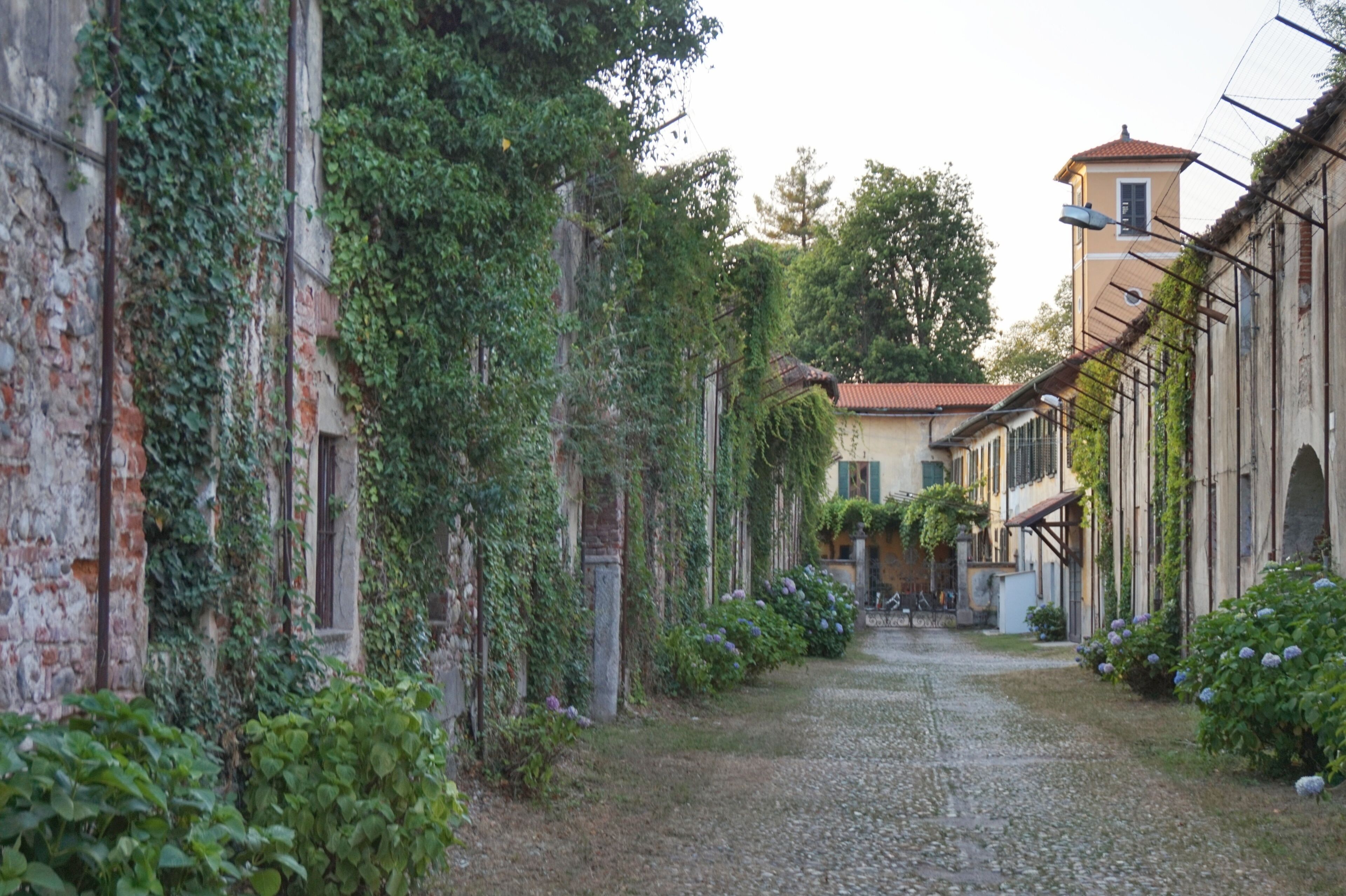 A cobblestone street flanked by ivy-covered buildings and a tower in the distance.