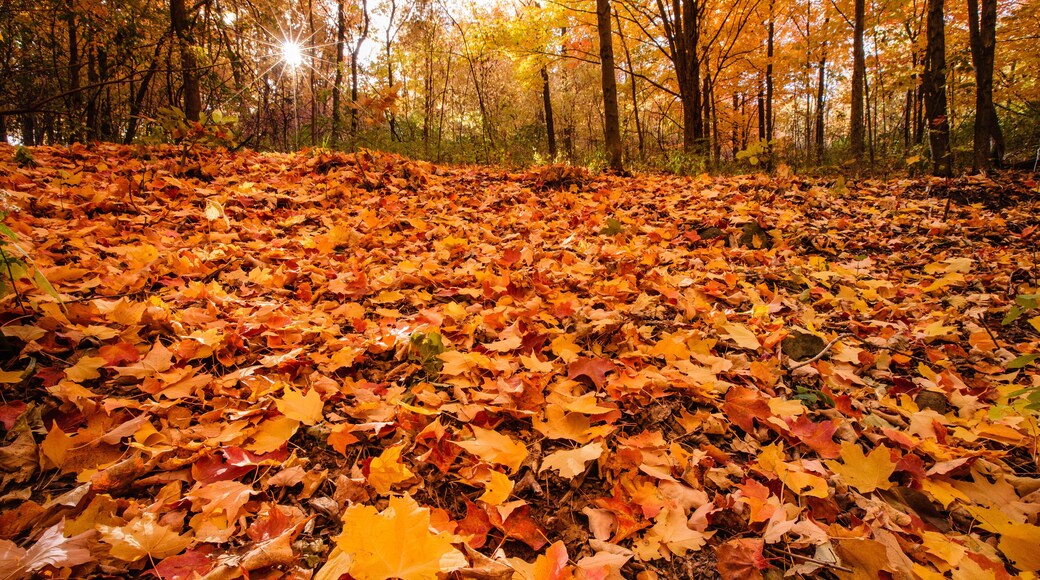 Sunstar from the October autumn morning sun as it rises over the hillside and the leaf strewn forest floor within the Pike Lake Unti, Kettle Moraine State Forest, Hartford, Wisconsin.