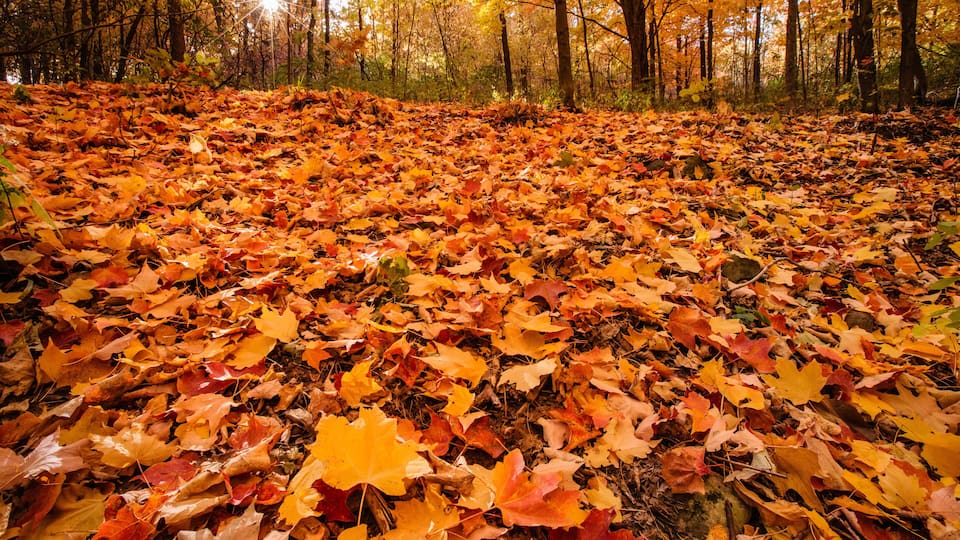 A forest floor covered with autumn leaves.