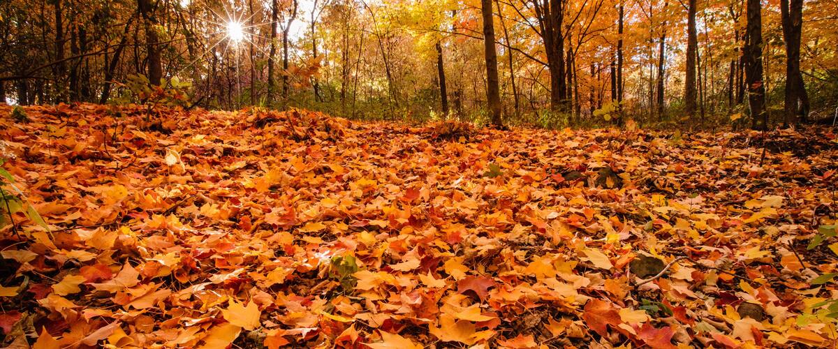 A forest floor covered with autumn leaves.