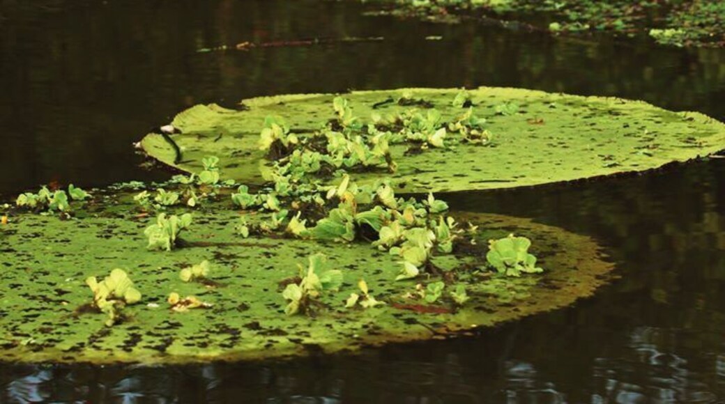 Victoria Regias
Me encantan!