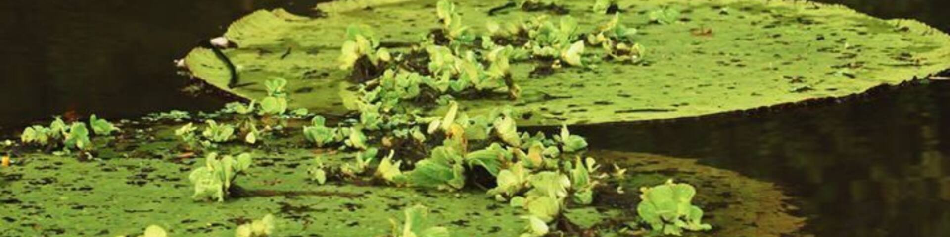 Victoria Regias
Me encantan!