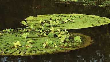 Victoria Regias
Me encantan!