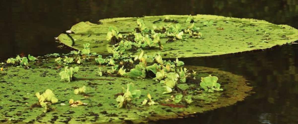 Lily pads on a pond.