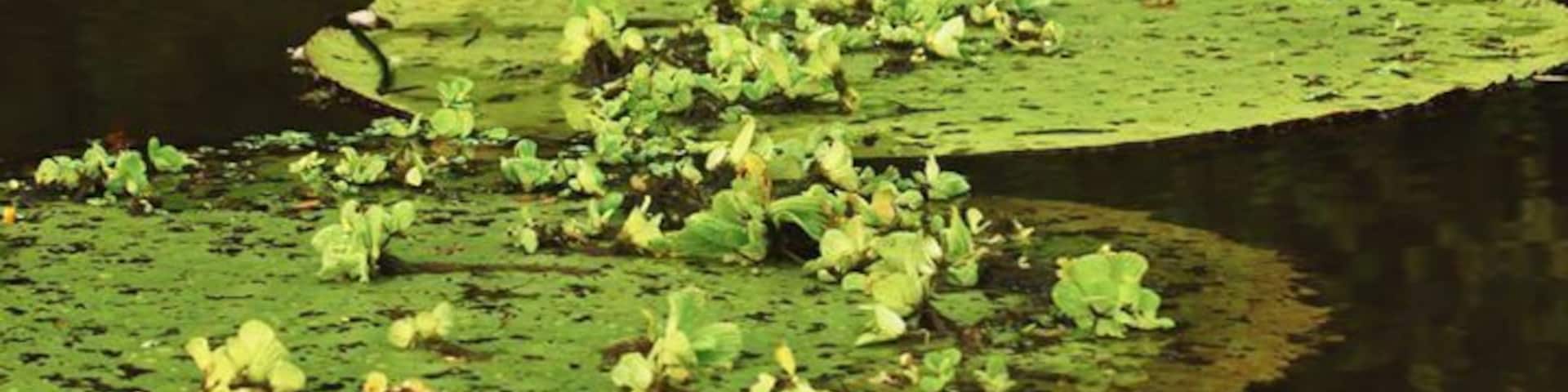 Lily pads on a pond.