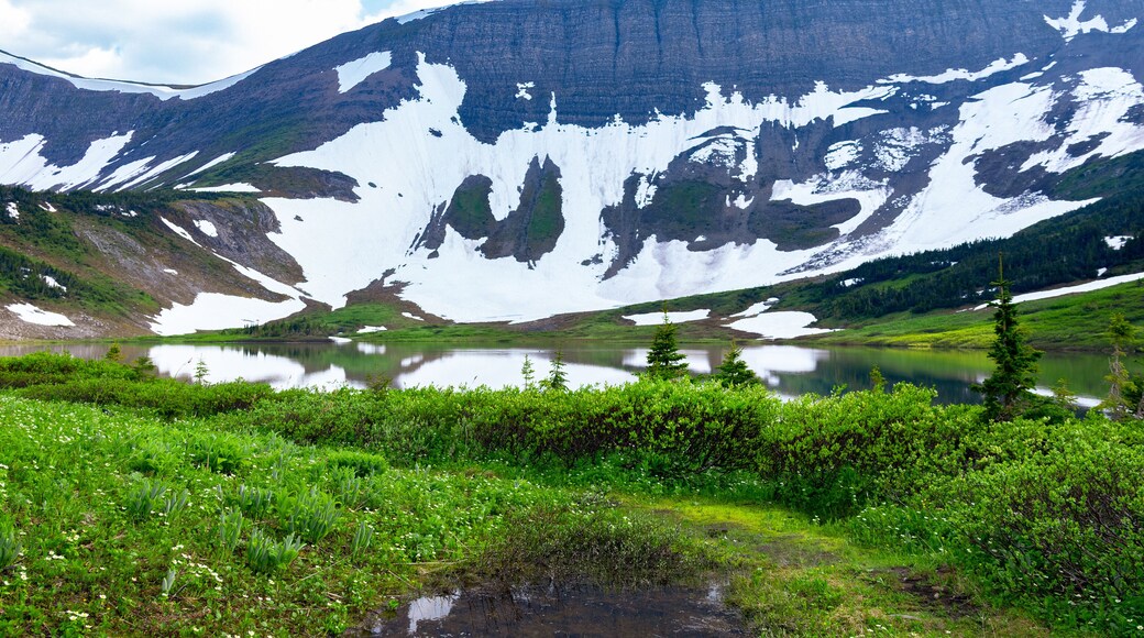 Scenic landscape of the beautiful lake among mountains covered with snow in spring and green foliage of willow and grasses. Tumbler Ridge geopark (Windfall lake), BC, Canada