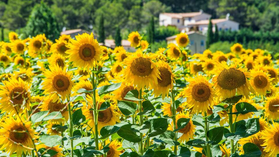 A field of sunflowers with a rural house in the background.