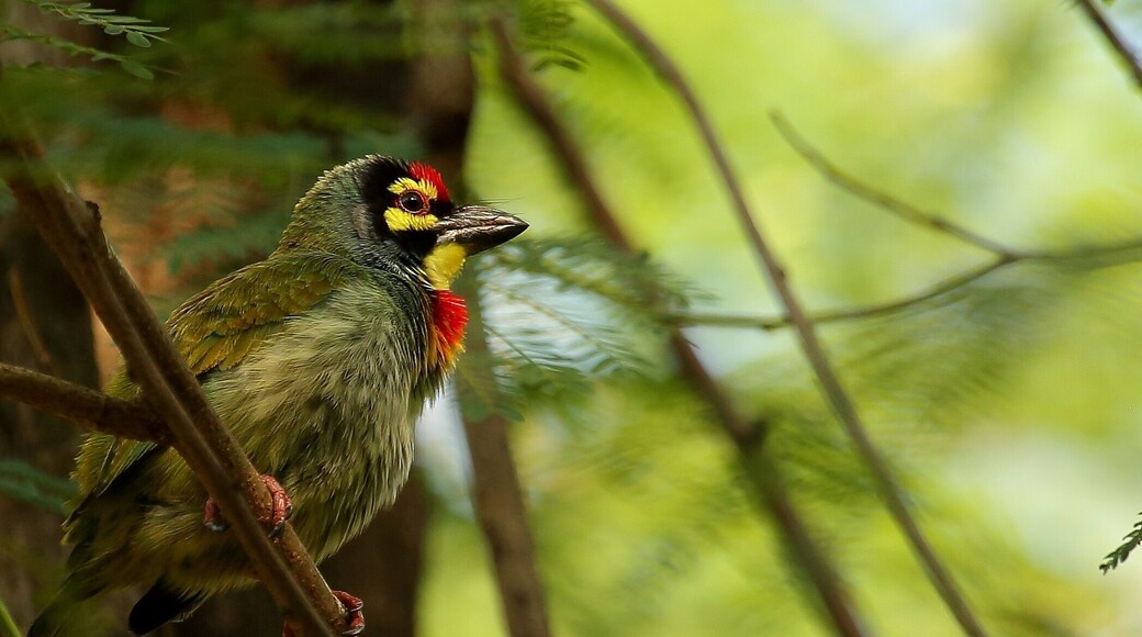 Copper smith barbet