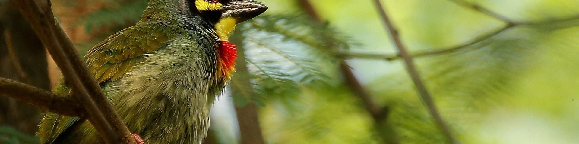 Copper smith barbet