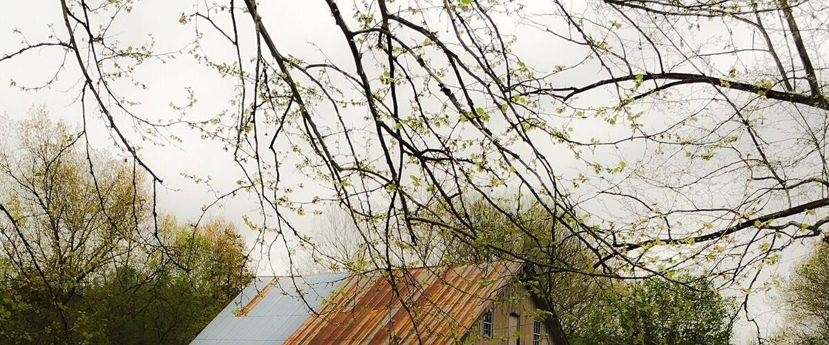 A rustic wooden house with a metal roof by a calm lake, surrounded by trees and greenery.