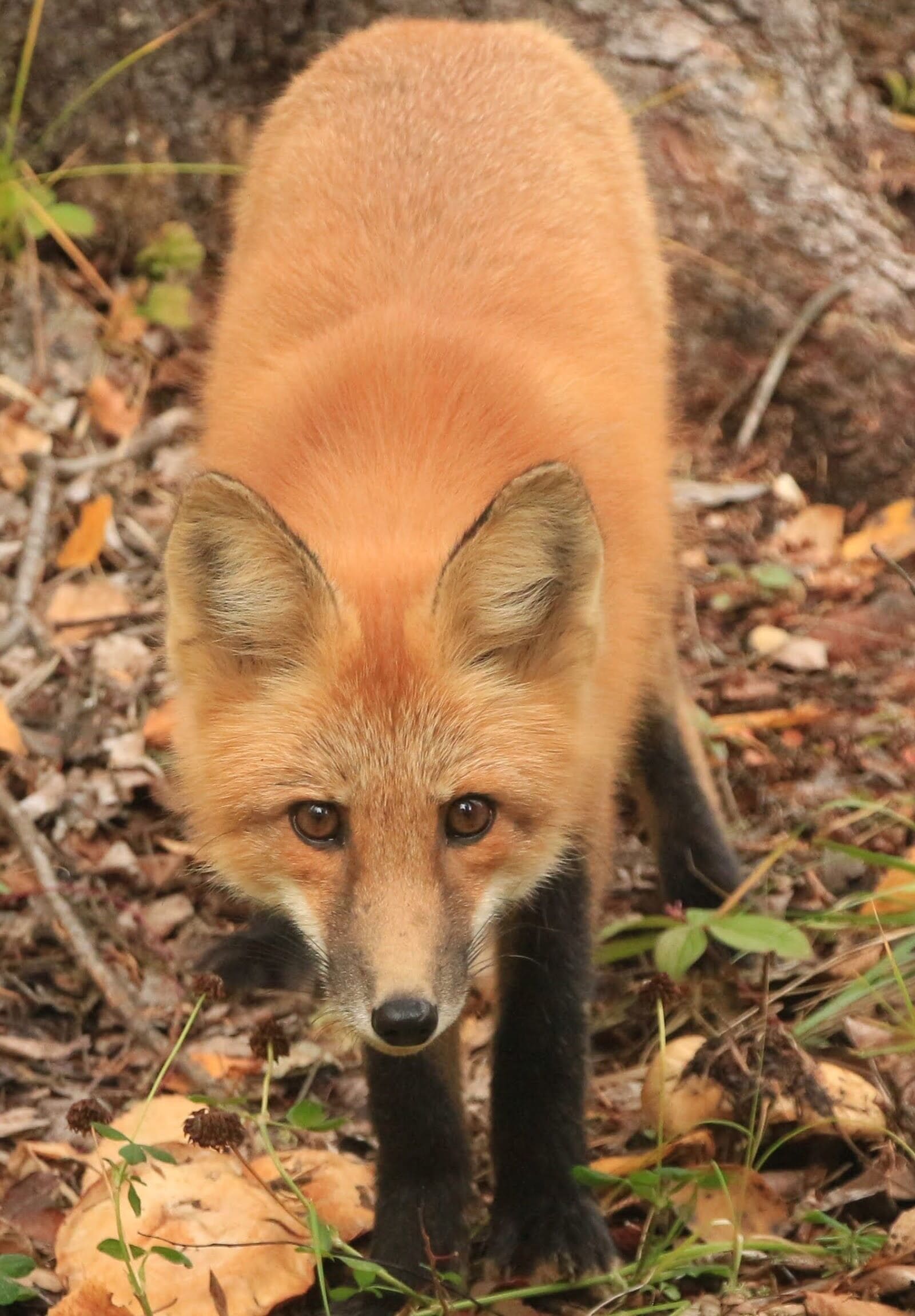 One our foxy friends who frequently visited our campsite.