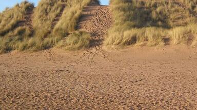 A sandy beach with grassy dunes.
