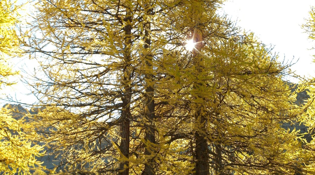 Larix decidua, Parc régional du Queyras, Embrun, Hautes-Alpes, France
