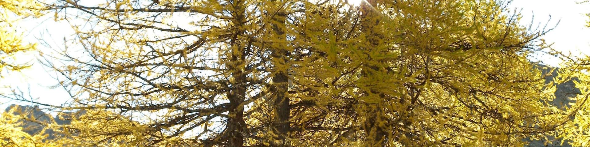 Larix decidua, Parc régional du Queyras, Embrun, Hautes-Alpes, France