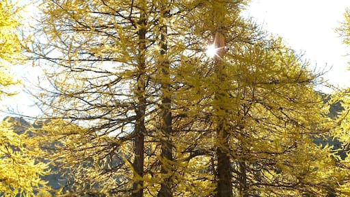 Larix decidua, Parc régional du Queyras, Embrun, Hautes-Alpes, France