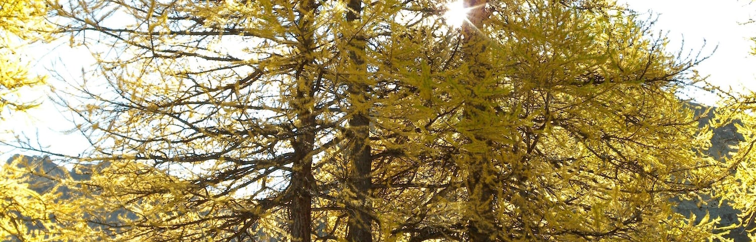 Larix decidua, Parc régional du Queyras, Embrun, Hautes-Alpes, France