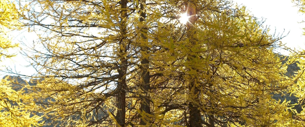 A forest with tall trees and sunlight filtering through.