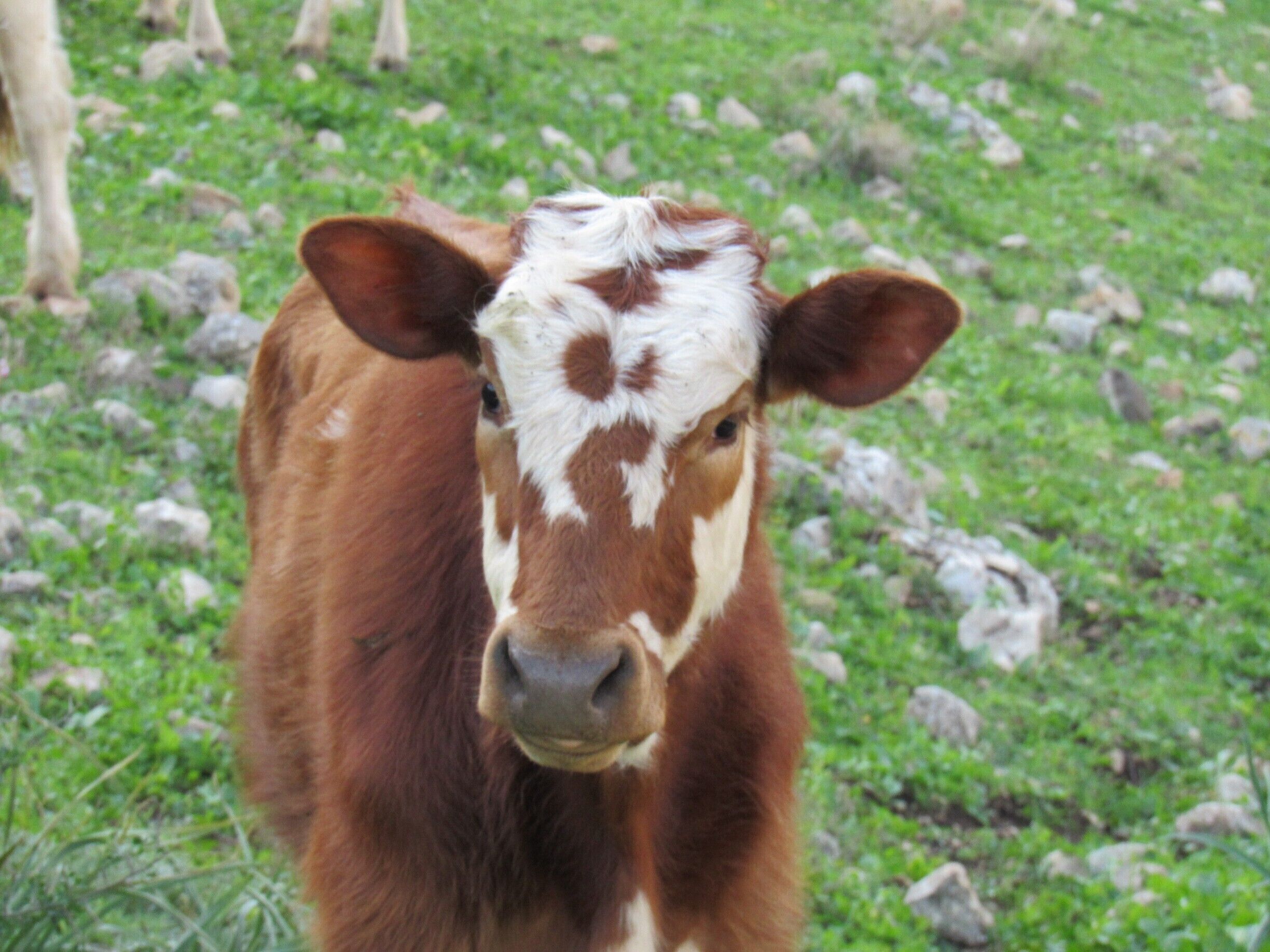 One of the residents of Mt. Arbel striking a pose for us on our hike down.