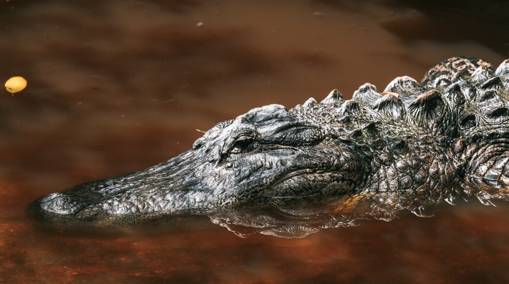 J. N. Ding Darling National Wildlife Refuge featuring zoo animals and dangerous animals