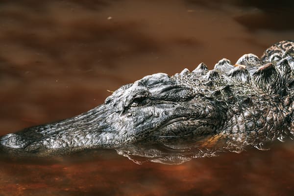 J. N. Ding Darling National Wildlife Refuge featuring zoo animals and dangerous animals