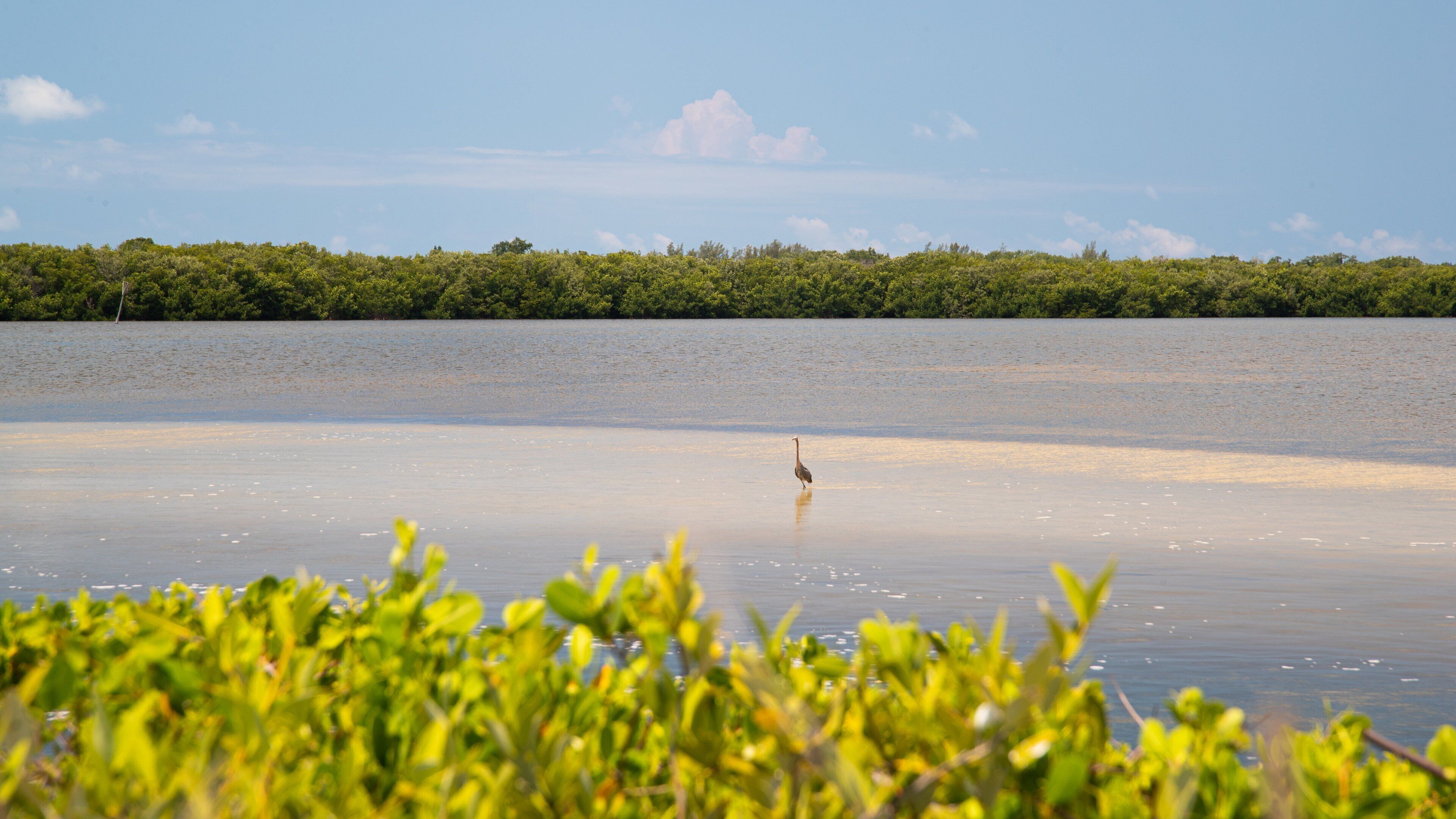 J. N. Ding Darling National Wildlife Refuge showing a lake or waterhole and bird life