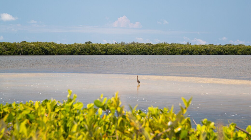 J. N. Ding Darling National Wildlife Refuge showing a lake or waterhole and bird life