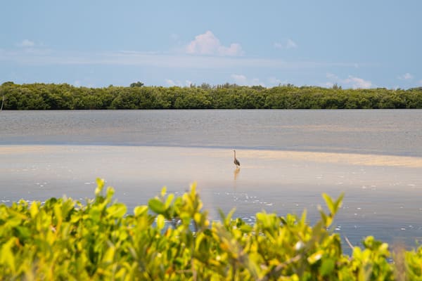 J. N. Ding Darling National Wildlife Refuge showing a lake or waterhole and bird life